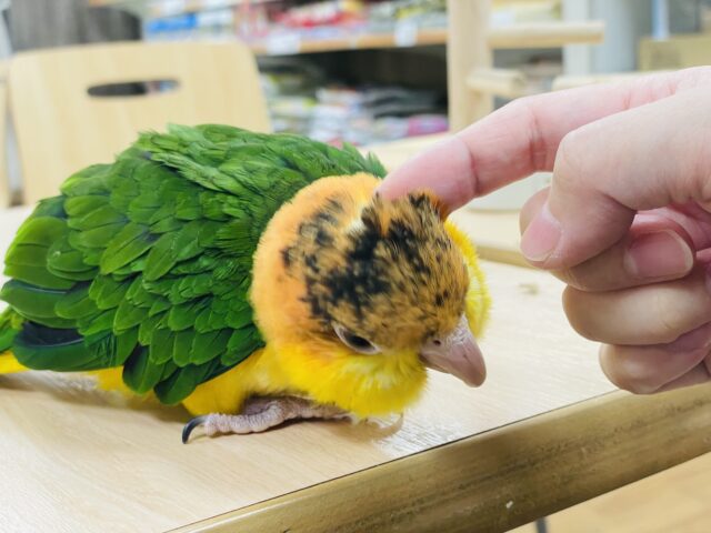 シロハラインコ