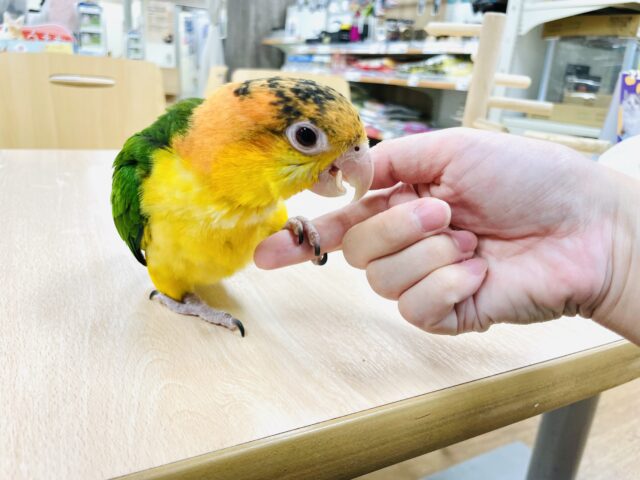 シロハラインコ