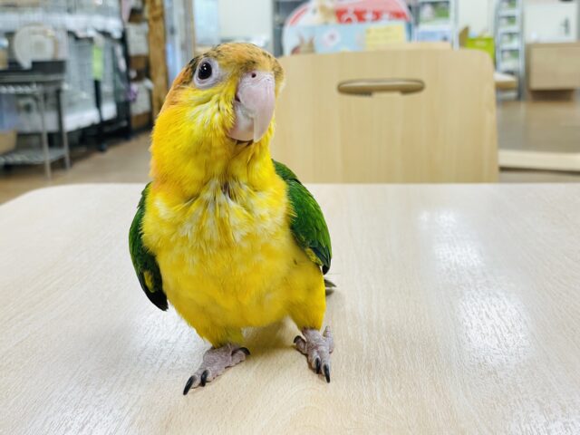 シロハラインコ