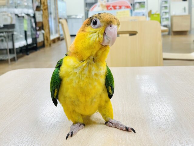 シロハラインコ