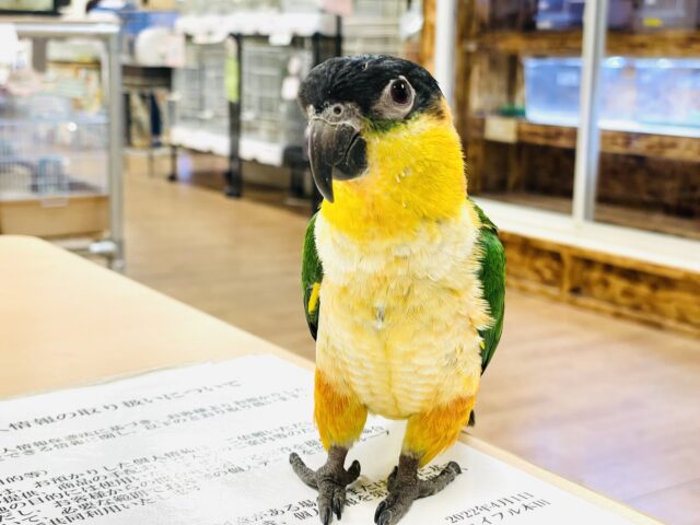 ズグロシロハラインコ