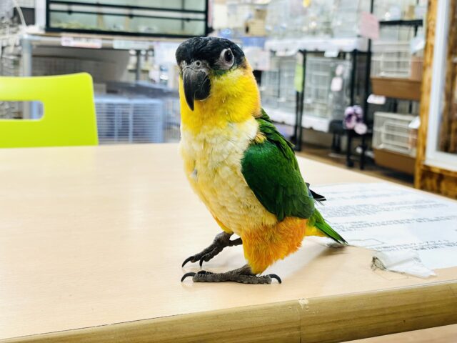 ズグロシロハラインコ