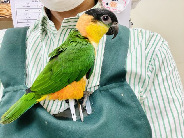 ズグロシロハラインコ