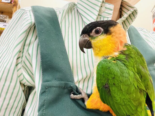 ズグロシロハラインコ