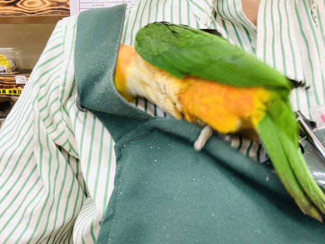 ズグロシロハラインコ