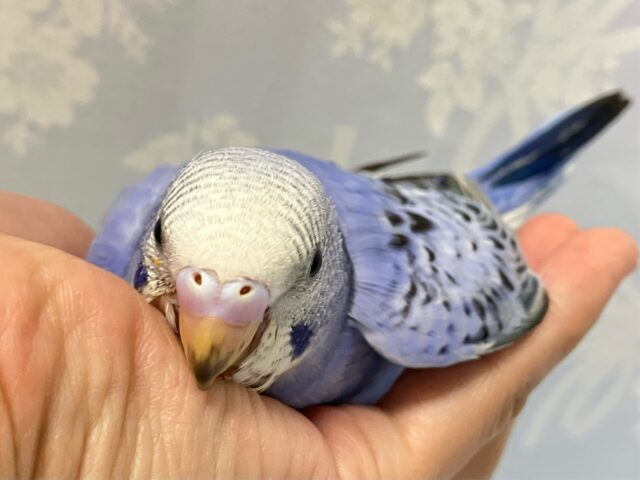 ✨最新画像✨青で彩れぶどうパフェ～！🧁🍇💙꒰ঌ .°セキセイインコ(2024年9月生まれ)