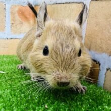 ガッチリ体型？好奇心旺盛なデグーちゃん（サンド）