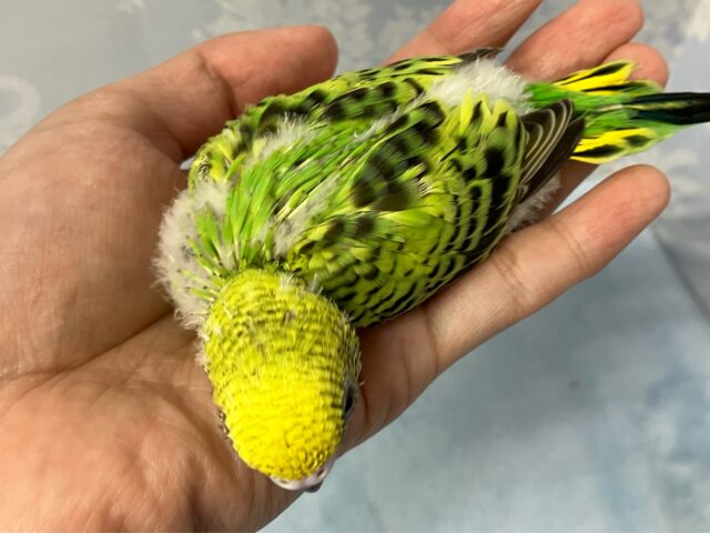 セキセイインコ