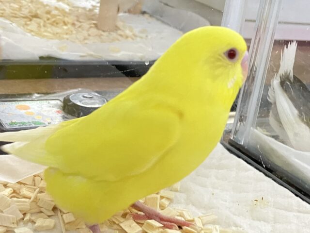 セキセイインコ