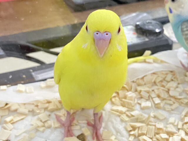 セキセイインコ