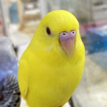 ✨最新画像✨歩くところはﾇﾍﾞﾇﾍﾞチェック済😎💛ྀིセキセイインコ(ルチノー2024年9月生まれ)