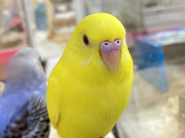 ✨最新画像✨歩くところはﾇﾍﾞﾇﾍﾞチェック済😎💛ྀིセキセイインコ(ルチノー2024年9月生まれ)