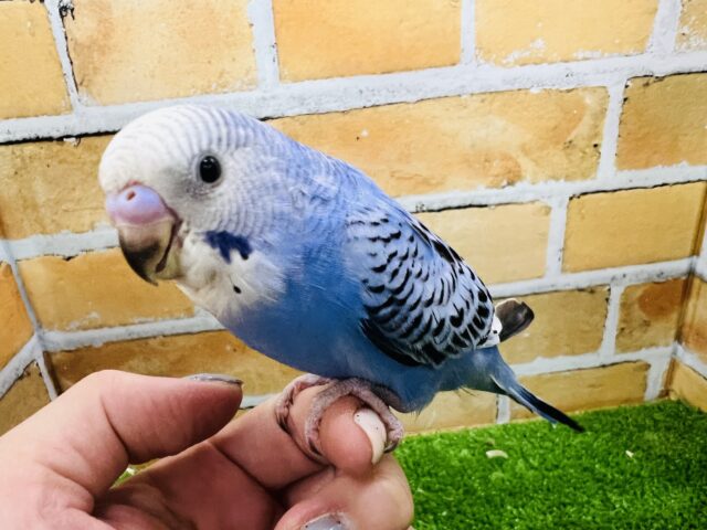 甘えん坊に成長中♡セキセイインコ（ブルーオパーリン）