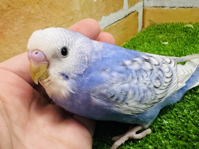 爽やかフェイス♪セキセイインコのブルースパングル