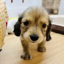 モルモットじゃないよ！？わんちゃんだよ🐶ミニチュアダックスちゃん！