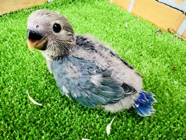 画像更新⭐︎パッチリお目目❤コザクラインコのヒナ(ブルーチェリー)入荷しました❤