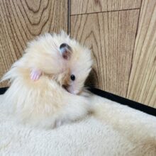 とにかく元気いっぱい！サテンハムスター(男の子)