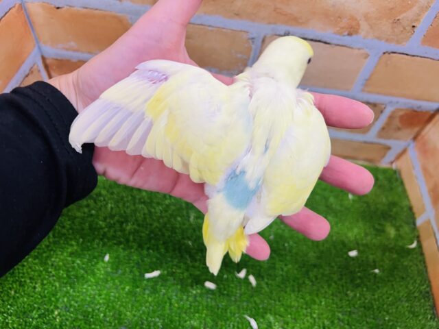 セキセイインコ