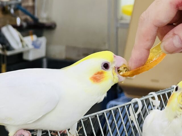 オカメインコ