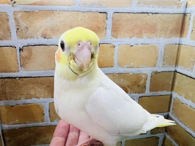 オカメインコ