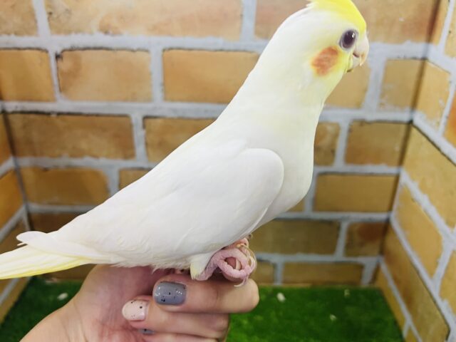 オカメインコ