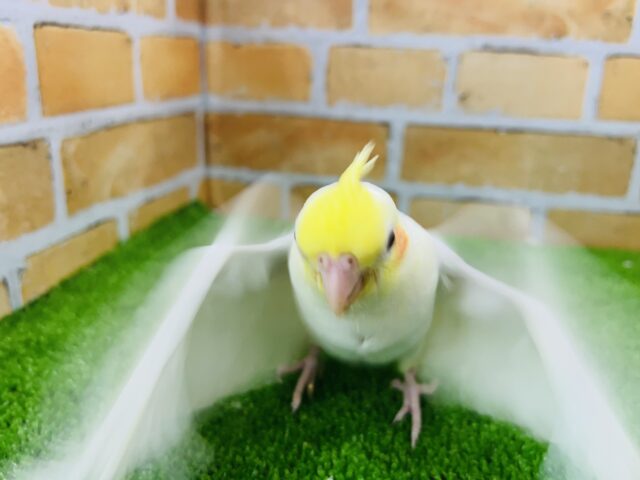 オカメインコ