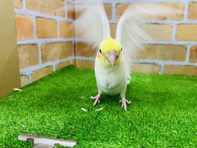 オカメインコ