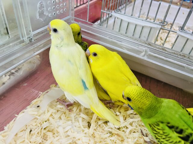 セキセイインコ