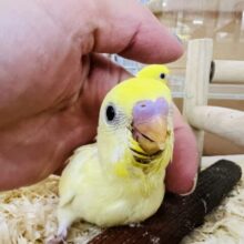 激レア‼︎とっても綺麗なレインボー系セキセイインコ♡