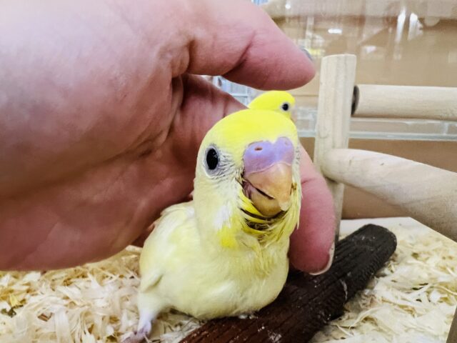 激レア‼︎とっても綺麗なレインボー系セキセイインコ♡