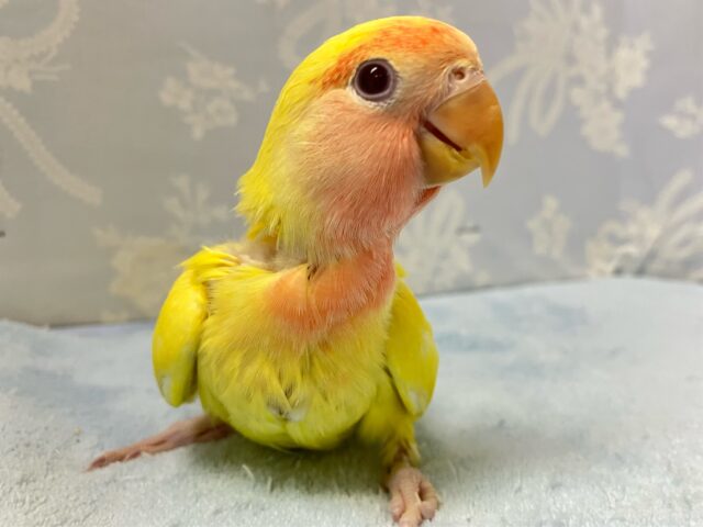 コザクラインコ（小桜インコ）