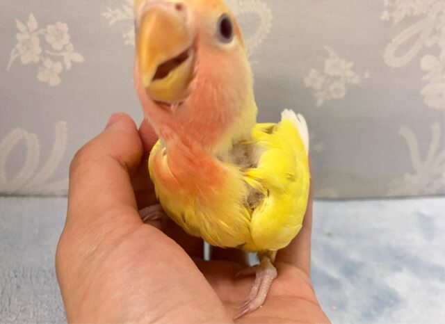 コザクラインコ（小桜インコ）