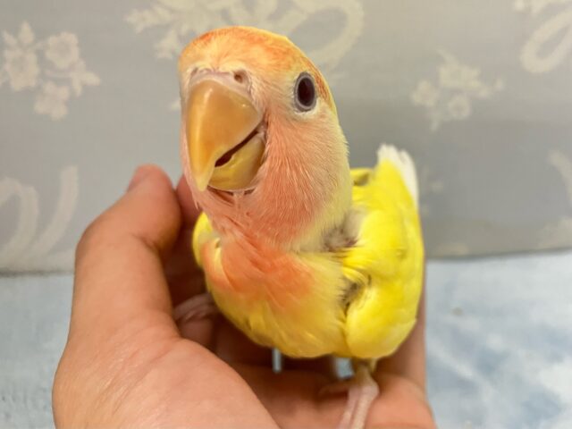 コザクラインコ（小桜インコ）