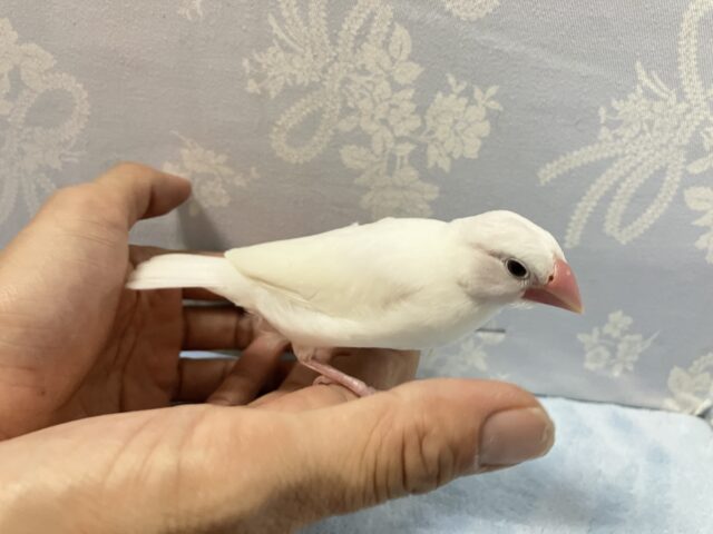 白文鳥