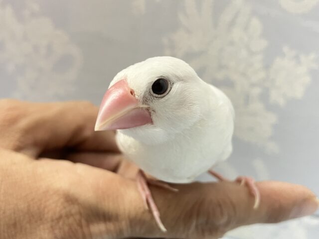 白文鳥