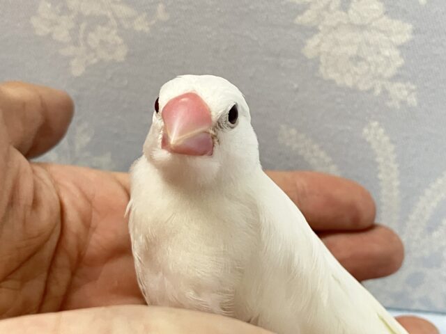 白文鳥