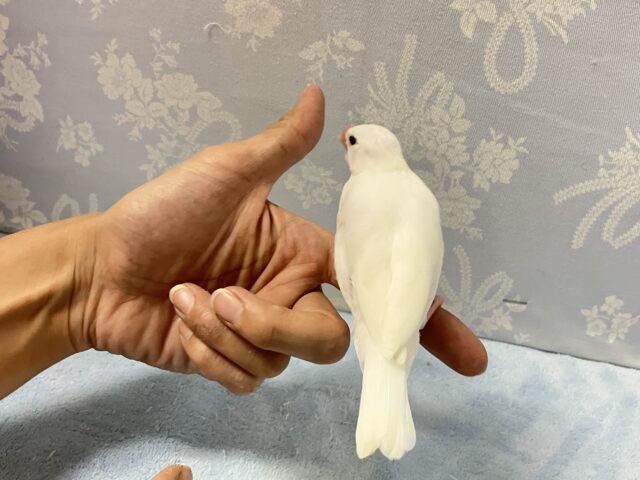 白文鳥