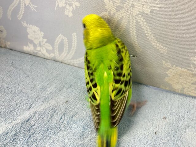 セキセイインコ