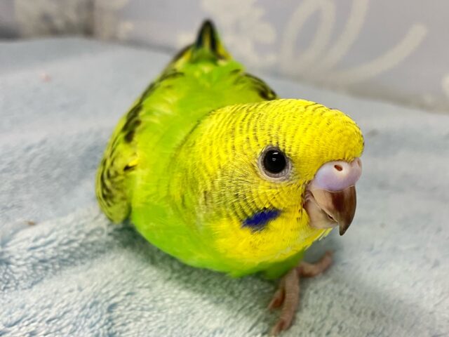 ✨最新画像✨きらきらキウイが輝かC〜😝🥝セキセイインコ(オパーリン2024年10月生まれ)