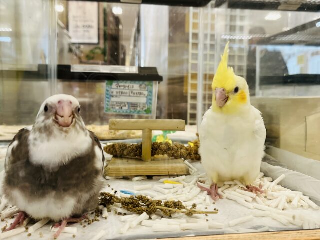 オカメインコ