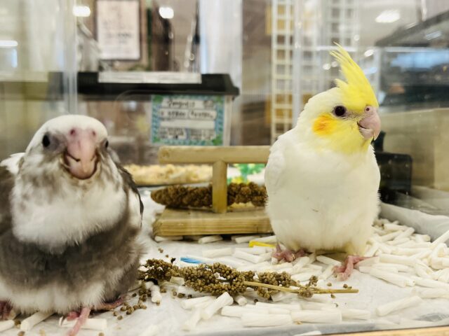 オカメインコ