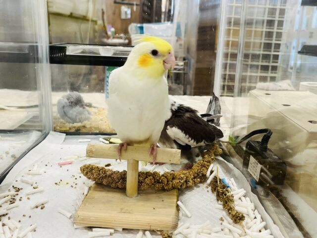 オカメインコ