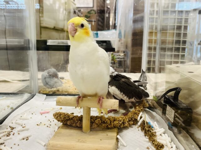 オカメインコ