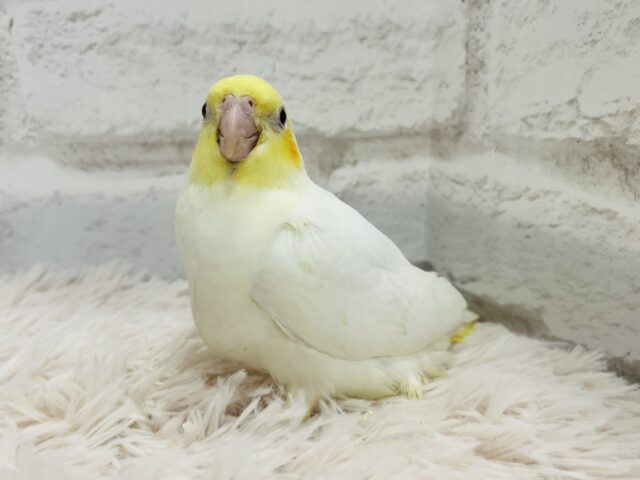 オカメインコ