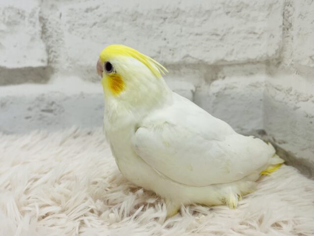 オカメインコ