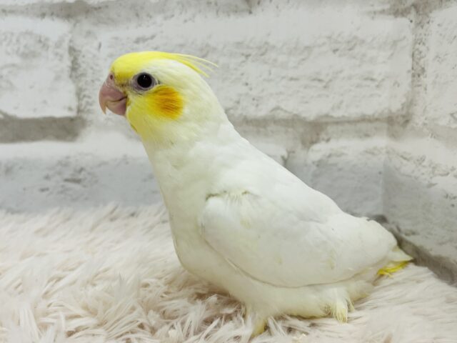 オカメインコ