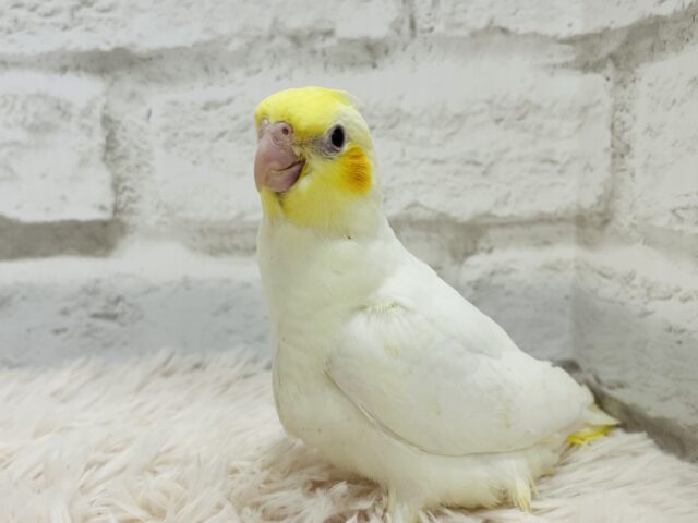 オカメインコ