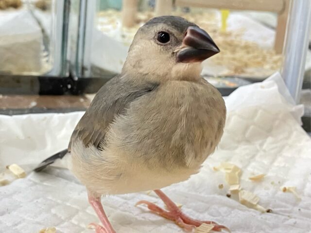 ✨最新画像✨スタイリッシュでもオネダリはぷりてぃに🫣💘桜文鳥(2024年9月生まれ)