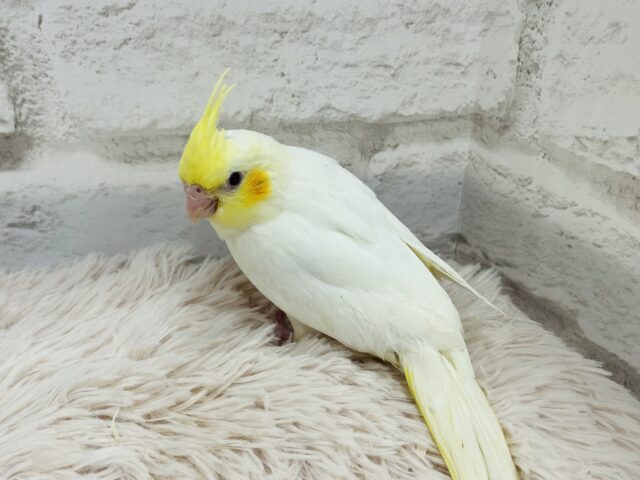 オカメインコ