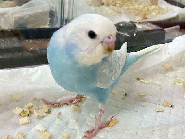 セキセイインコ